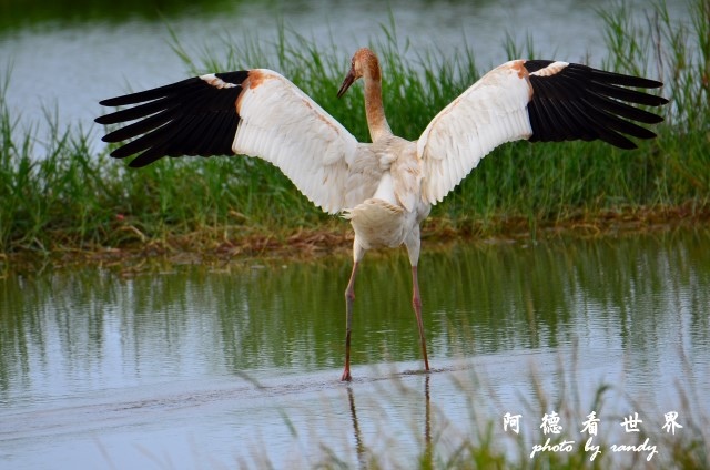 金山濕地0609D7000 097.JPG 金山濕地0609D7000 097.JPG