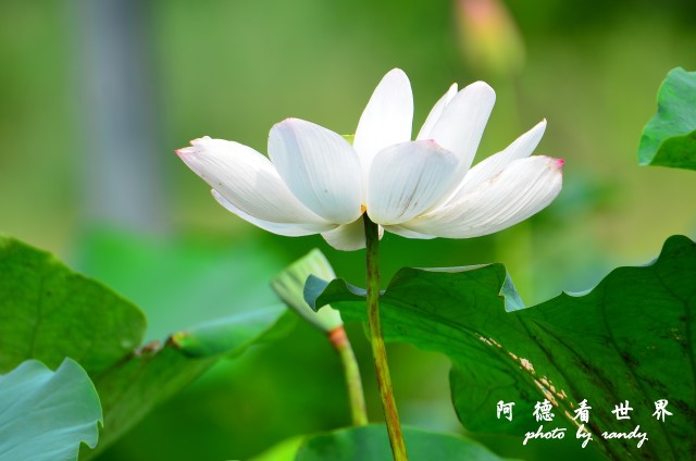 荷花園D7000 006.JPG 荷花園D7000 006.JPG