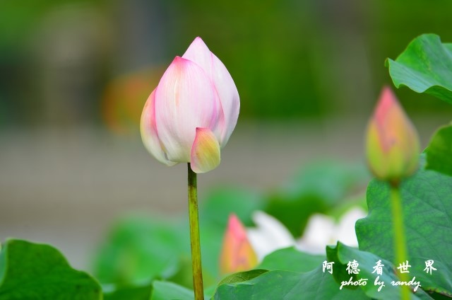 荷花園D7000 008.JPG 荷花園D7000 008.JPG