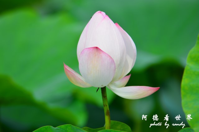 荷花園D7000 007.JPG 荷花園D7000 007.JPG