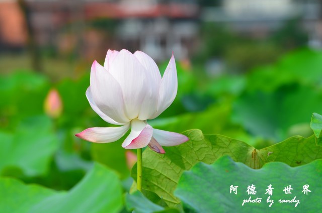 荷花園D7000 010.JPG 荷花園D7000 010.JPG