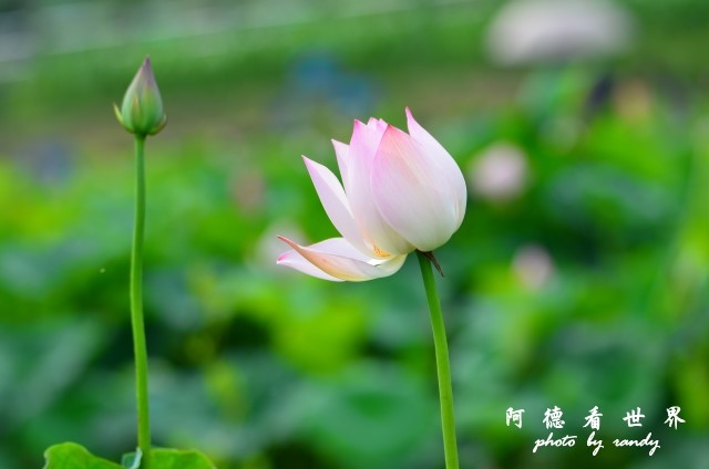 荷花園D7000 014.JPG 荷花園D7000 014.JPG