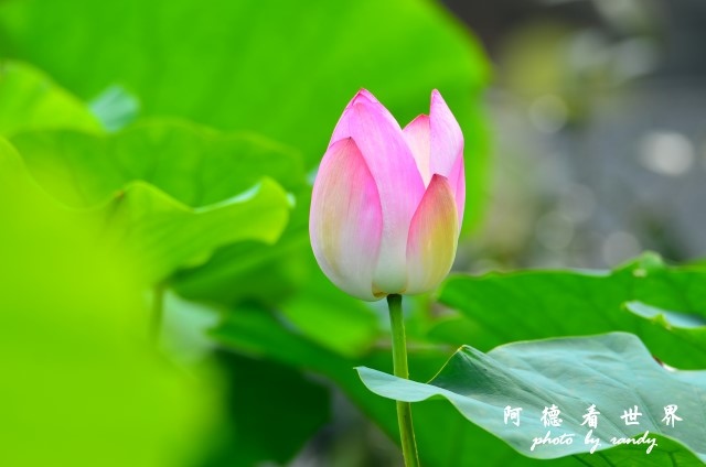 荷花園D7000 013.JPG 荷花園D7000 013.JPG