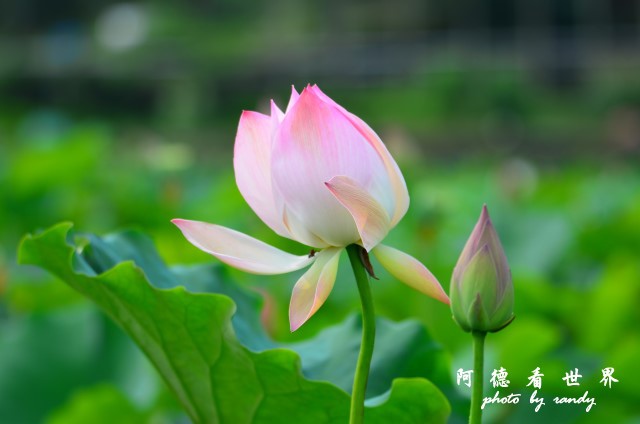 荷花園D7000 017.JPG 荷花園D7000 017.JPG