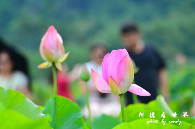 荷花園D7000 019.JPG 荷花園D7000 019.JPG