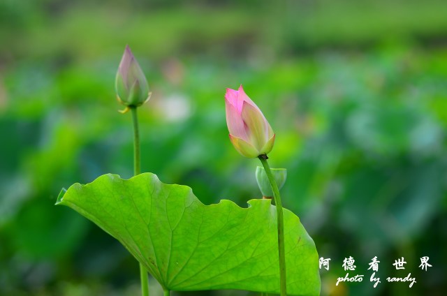 荷花園D7000 015.JPG 荷花園D7000 015.JPG