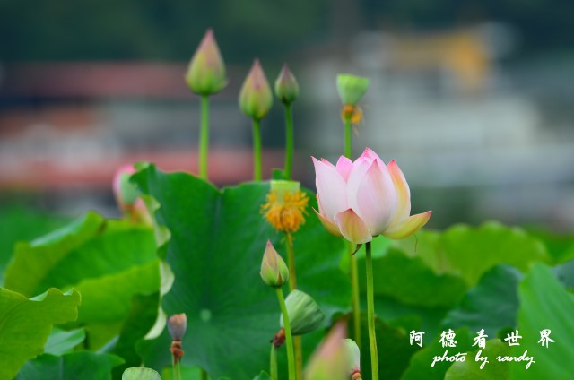 荷花園D7000 025.JPG 荷花園D7000 025.JPG