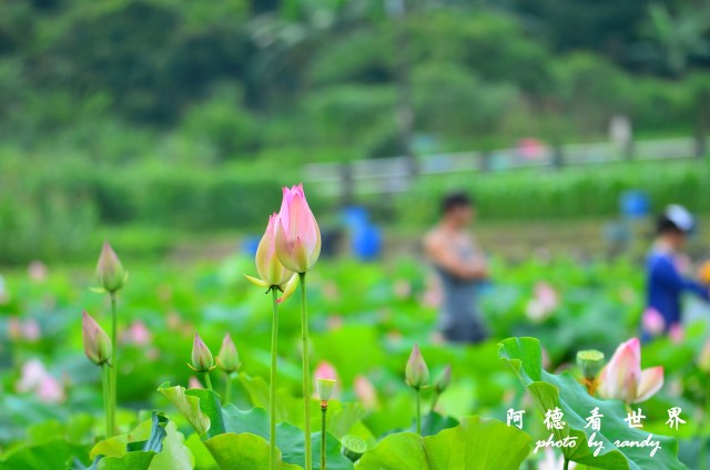 荷花園D7000 028.JPG