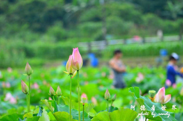 荷花園D7000 028.JPG 荷花園D7000 028.JPG