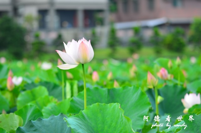 荷花園D7000 030.JPG 荷花園D7000 030.JPG