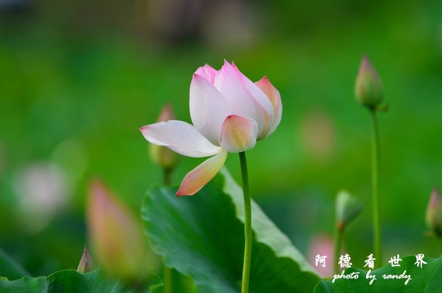 荷花園D7000 033.JPG 荷花園D7000 033.JPG