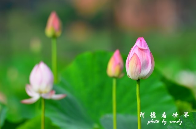 荷花園D7000 038.JPG 荷花園D7000 038.JPG