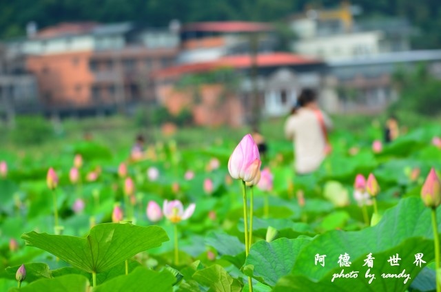 荷花園D7000 039.JPG 荷花園D7000 039.JPG