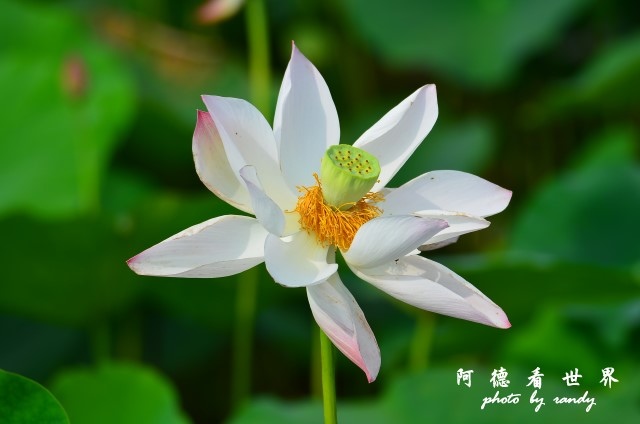 荷花園D7000 040.JPG 荷花園D7000 040.JPG