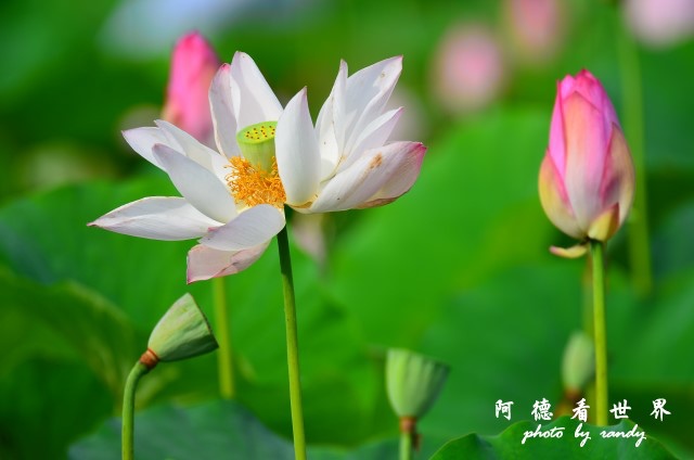 荷花園D7000 043.JPG 荷花園D7000 043.JPG