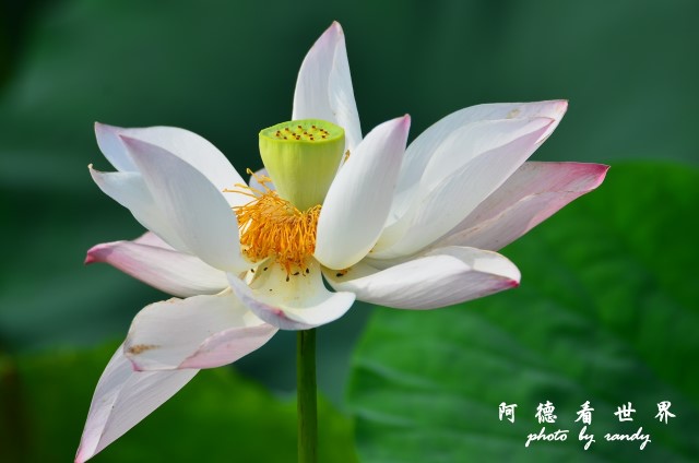 荷花園D7000 046.JPG 荷花園D7000 046.JPG