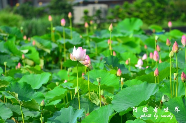 荷花園D7000 048.JPG 荷花園D7000 048.JPG