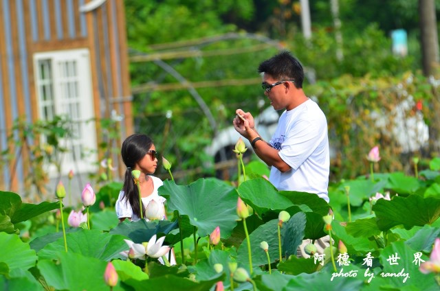荷花園D7000 050.JPG 荷花園D7000 050.JPG