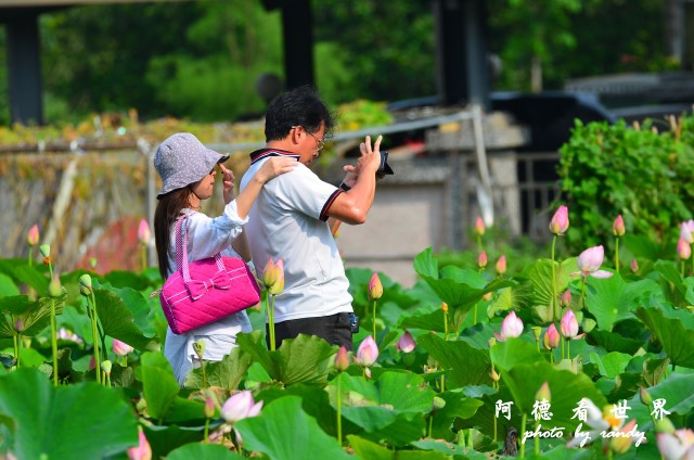 荷花園D7000 049.JPG 荷花園D7000 049.JPG