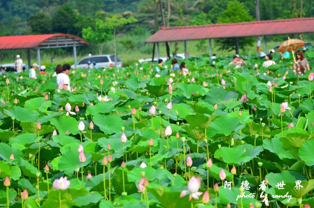 荷花園D7000 051.JPG 荷花園D7000 051.JPG