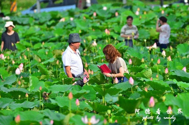 荷花園D7000 055.JPG 荷花園D7000 055.JPG