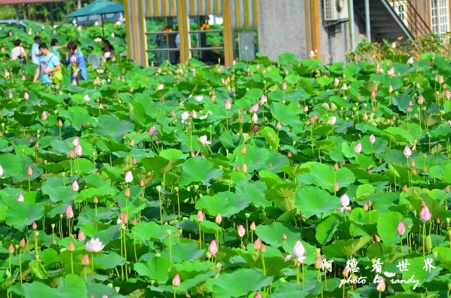 荷花園D7000 053.JPG 荷花園D7000 053.JPG