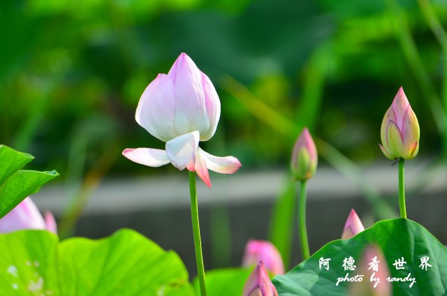 荷花園D7000 064.JPG 荷花園D7000 064.JPG