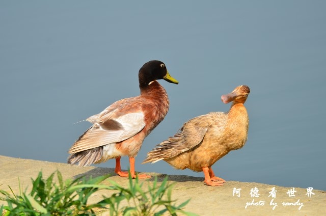 荷花園D7000 059.JPG 荷花園D7000 059.JPG