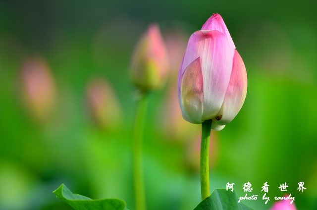 荷花園D7000 071.JPG 荷花園D7000 071.JPG