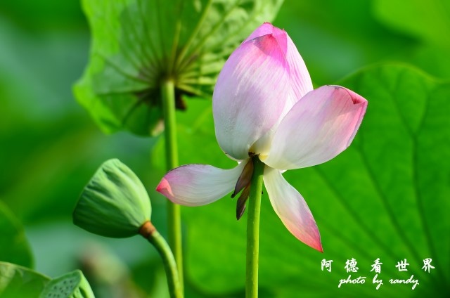 荷花園D7000 067.JPG 荷花園D7000 067.JPG