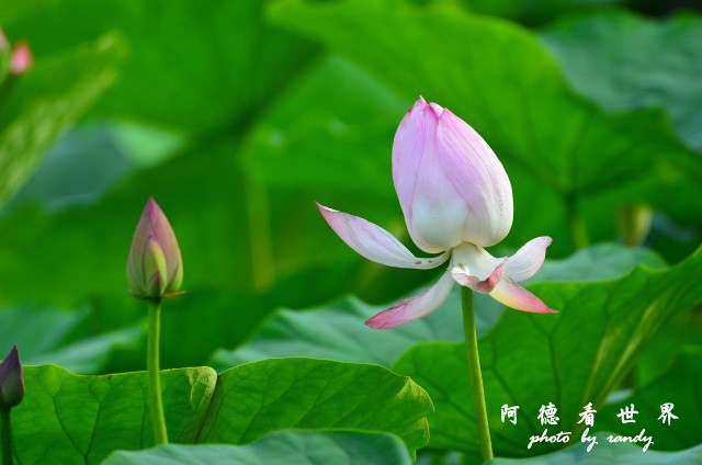 荷花園D7000 073.JPG 荷花園D7000 073.JPG