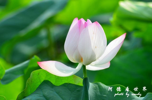 荷花園D7000 079.JPG 荷花園D7000 079.JPG