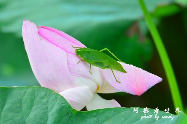 荷花園D7000 075.JPG 荷花園D7000 075.JPG