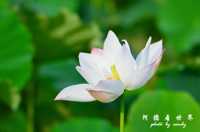 荷花園D7000 083.JPG 荷花園D7000 083.JPG