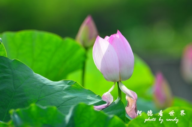 荷花園D7000 081.JPG 荷花園D7000 081.JPG