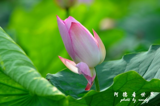 荷花園D7000 080.JPG 荷花園D7000 080.JPG