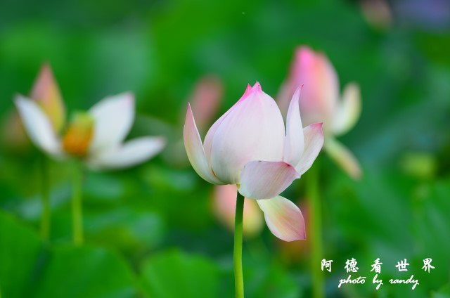 荷花園D7000 089.JPG 荷花園D7000 089.JPG