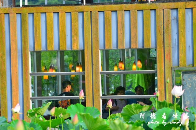 荷花園D7000 090.JPG 荷花園D7000 090.JPG