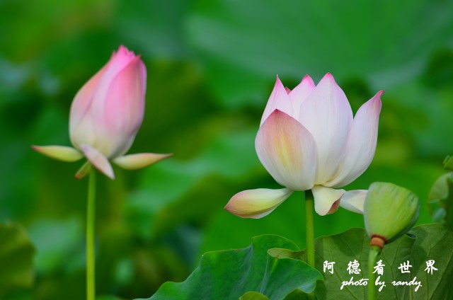 荷花園D7000 086.JPG 荷花園D7000 086.JPG