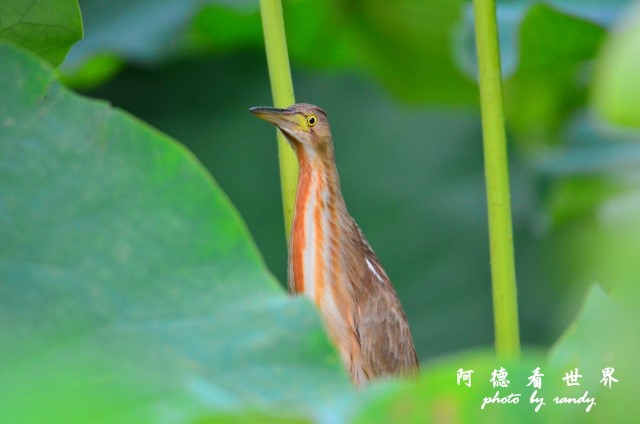 荷花園D7000 105.JPG 荷花園D7000 105.JPG