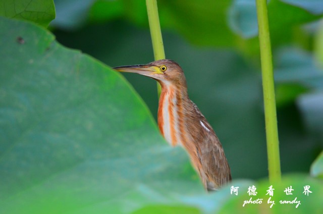 荷花園D7000 101.JPG 荷花園D7000 101.JPG