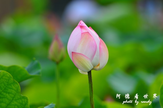 荷花園D7000 096.JPG 荷花園D7000 096.JPG