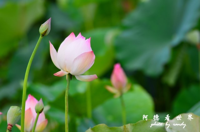 荷花園D7000 112.JPG 荷花園D7000 112.JPG