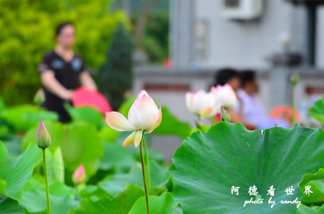 荷花園D7000 107.JPG 荷花園D7000 107.JPG