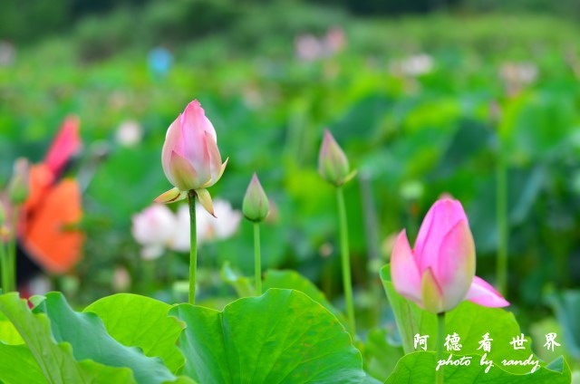 荷花園D7000 109.JPG 荷花園D7000 109.JPG