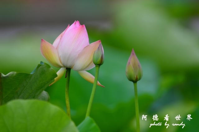 荷花園D7000 114.JPG 荷花園D7000 114.JPG