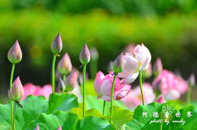 金山清水濕地0618D7000 010.JPG 金山清水濕地0618D7000 010.JPG