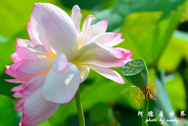 金山清水濕地0618D7000 013-4.jpg 金山清水濕地0618D7000 013-4.jpg