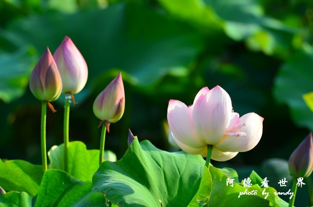 金山清水濕地0618D7000 028.JPG 金山清水濕地0618D7000 028.JPG