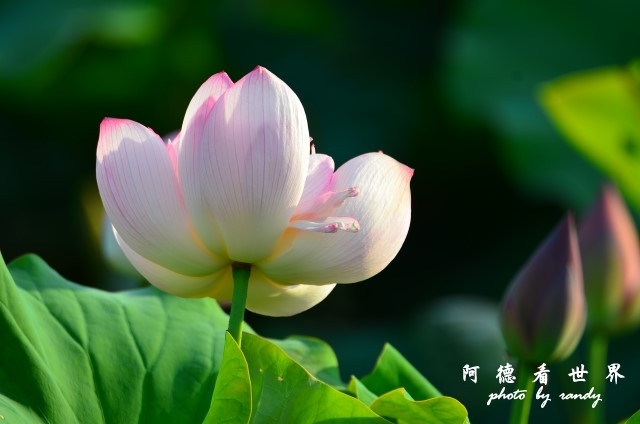 金山清水濕地0618D7000 029.JPG 金山清水濕地0618D7000 029.JPG